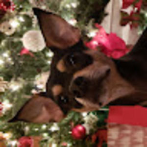 Meet your Posher, Katie